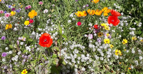 Sommer Blumen