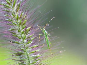 Insekt auf Pflanze in Nahaufnahme